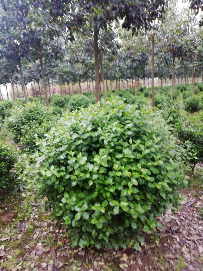 湖北孝感，大量出售优质价廉的大叶黄杨