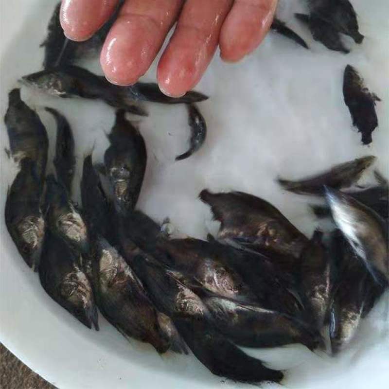 桂花鱼苗鳜鱼苗淡水活体养殖苗场直供