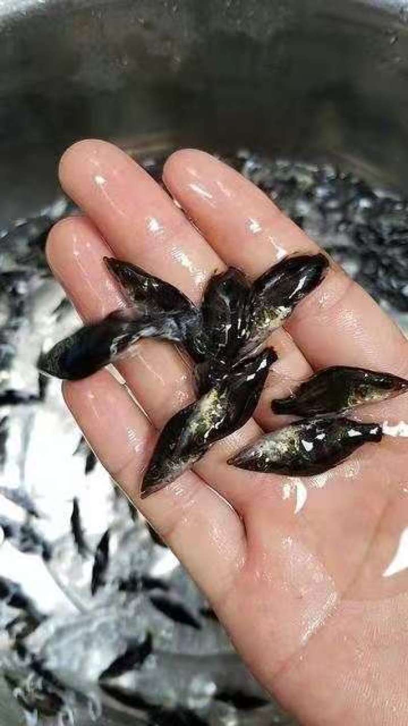 桂花鱼苗鳜鱼苗淡水活体养殖苗场直供