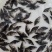 桂花鱼苗鳜鱼苗淡水活体养殖苗场直供
