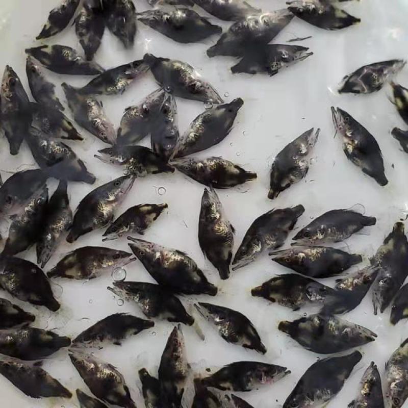 桂花鱼苗鳜鱼苗淡水活体养殖苗场直供