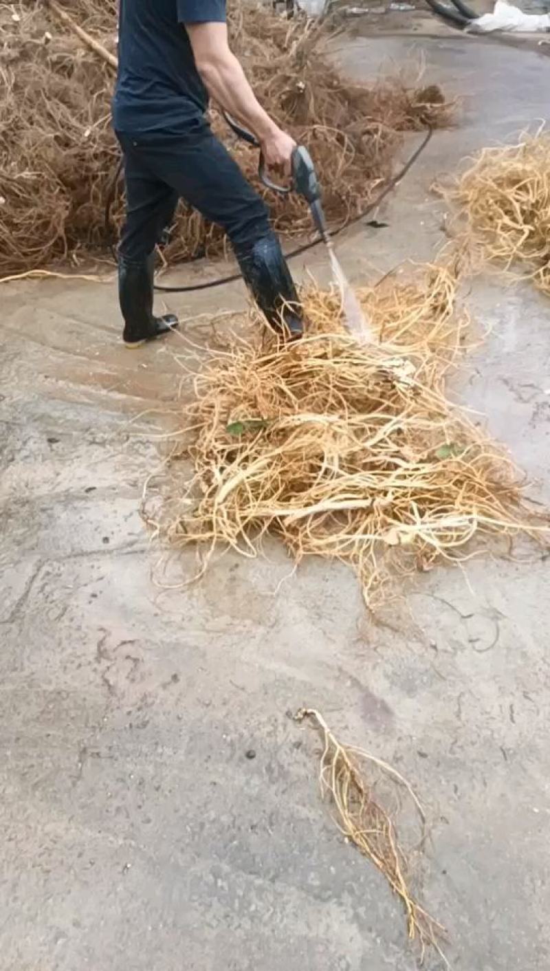 五指毛桃干货，鲜货都有，保证是五指的毛桃根