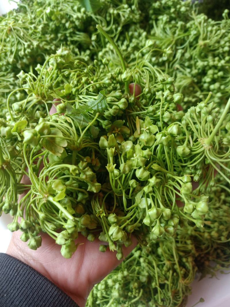 云南普洱苦藤花、苦凉花_素炒、炒肉、煎鸡蛋
