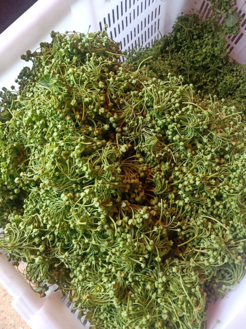 云南普洱苦藤花、苦凉花_素炒、炒肉、煎鸡蛋