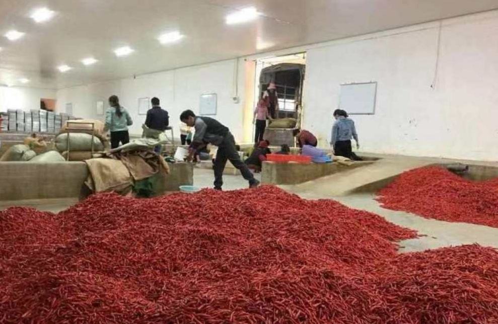干辣椒与硫磺熏制过程示意图