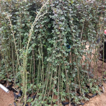 藤本月季1米至1米八藤本月季种植基地