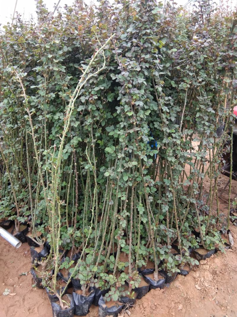 藤本月季1米至1米八藤本月季种植基地