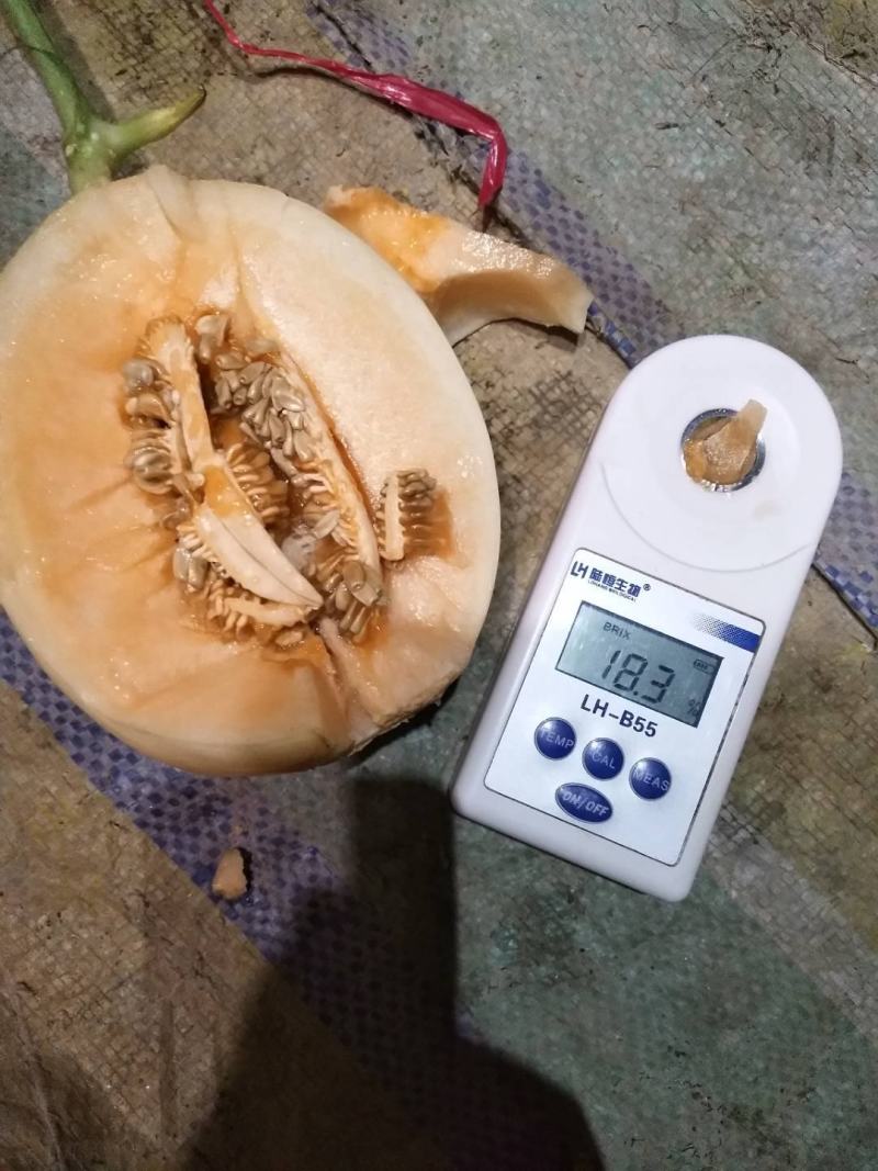 红金蜜甜瓜，产地直销，红肉脆甜，货量充足