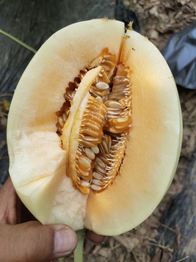 红金蜜甜瓜，产地直销，红肉脆甜，货量充足