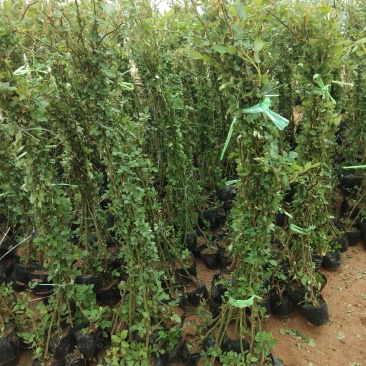 大花蔷薇独杆高度一米至一米八大花蔷薇批发