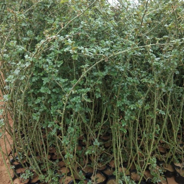 三季开花蔷薇鲁硕红蔷薇多花蔷薇种植基地