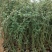 三季开花蔷薇鲁硕红蔷薇多花蔷薇种植基地