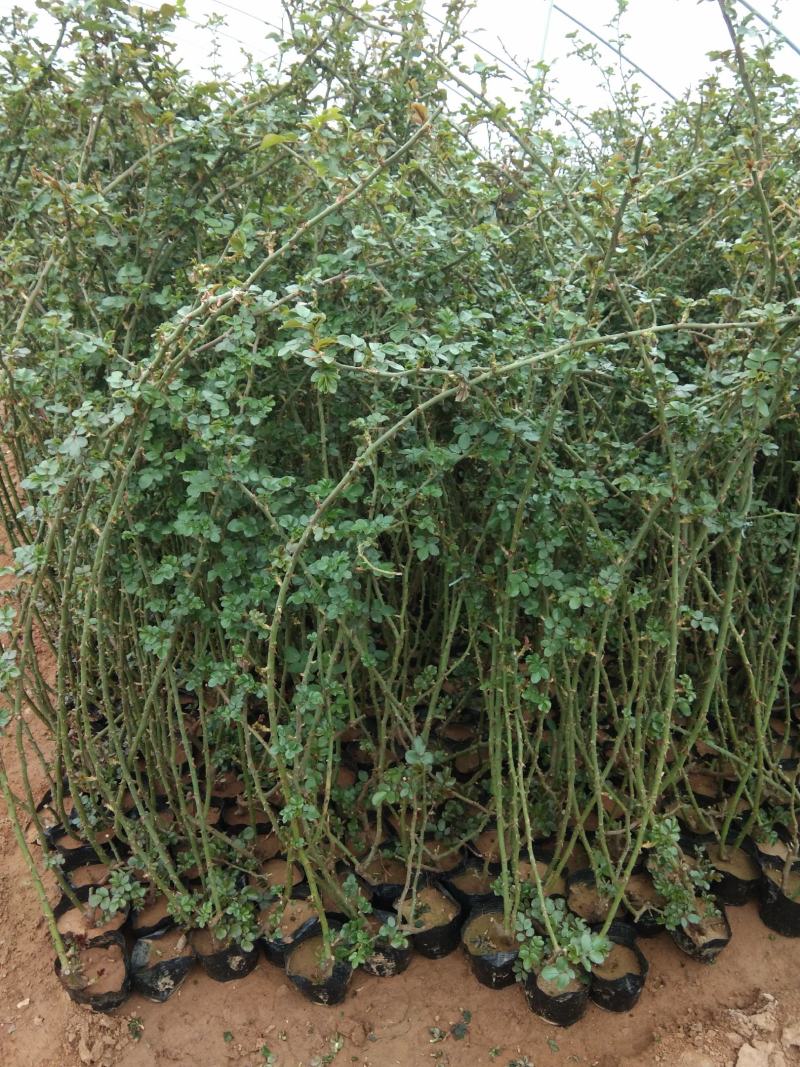 三季开花蔷薇鲁硕红蔷薇多花蔷薇种植基地