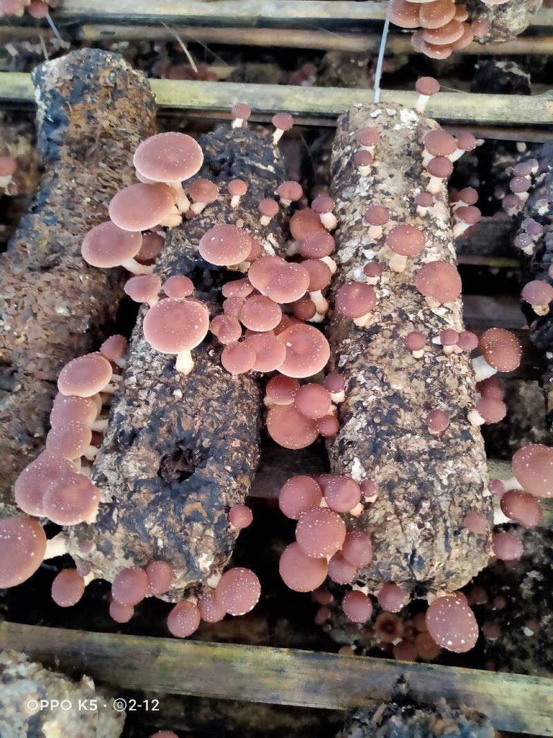 食用菌菌棒，种苗，试管，原种