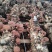 食用菌菌棒，种苗，试管，原种