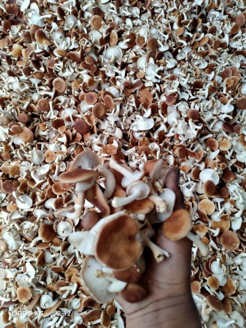 食用菌菌棒，种苗，试管，原种