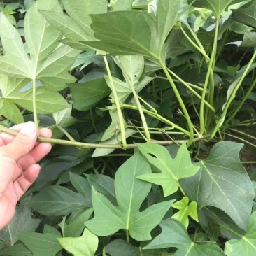 花叶圆叶紫罗兰紫薯等各类品种大田脱毒苗，