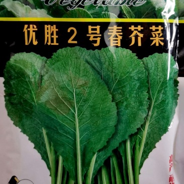 优胜2号春芥菜种子，品质优，耐高温高湿，购买请联系