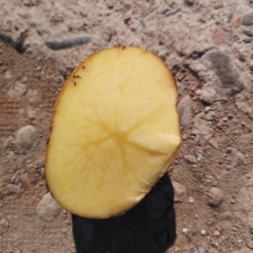 尤金885土豆发往全国各地保证质量