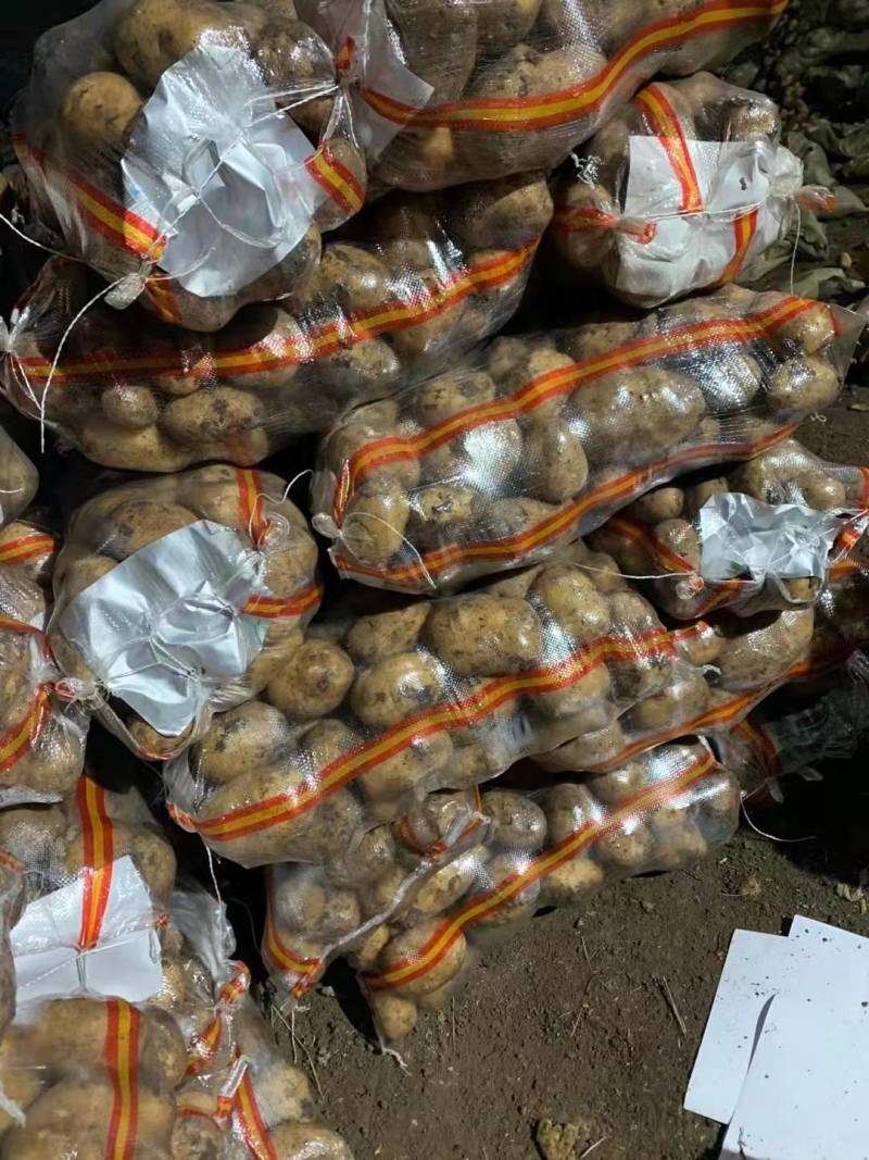 尤金885土豆发往全国各地保证质量