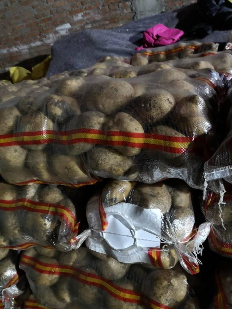 尤金885土豆发往全国各地保证质量