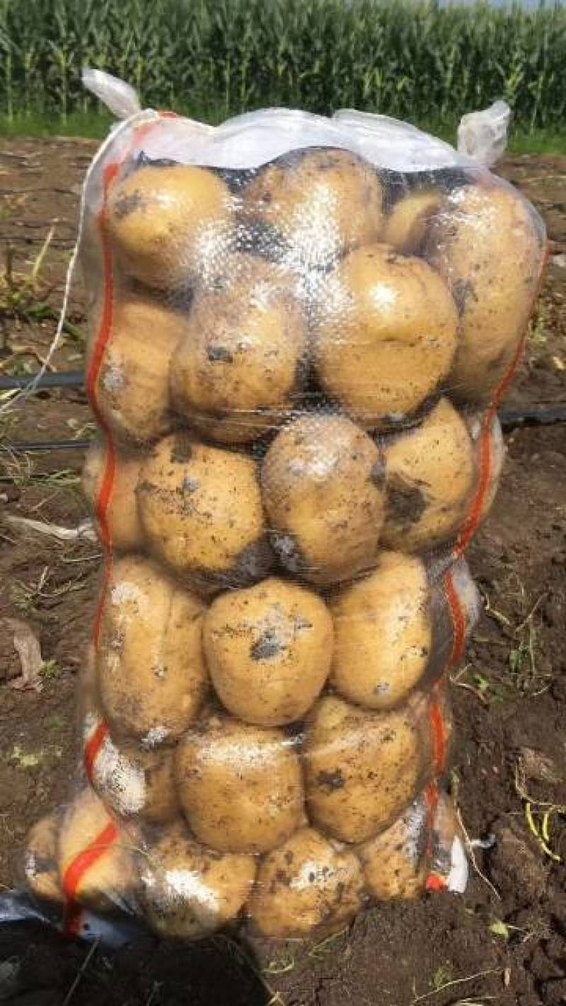 尤金885土豆发往全国各地保证质量
