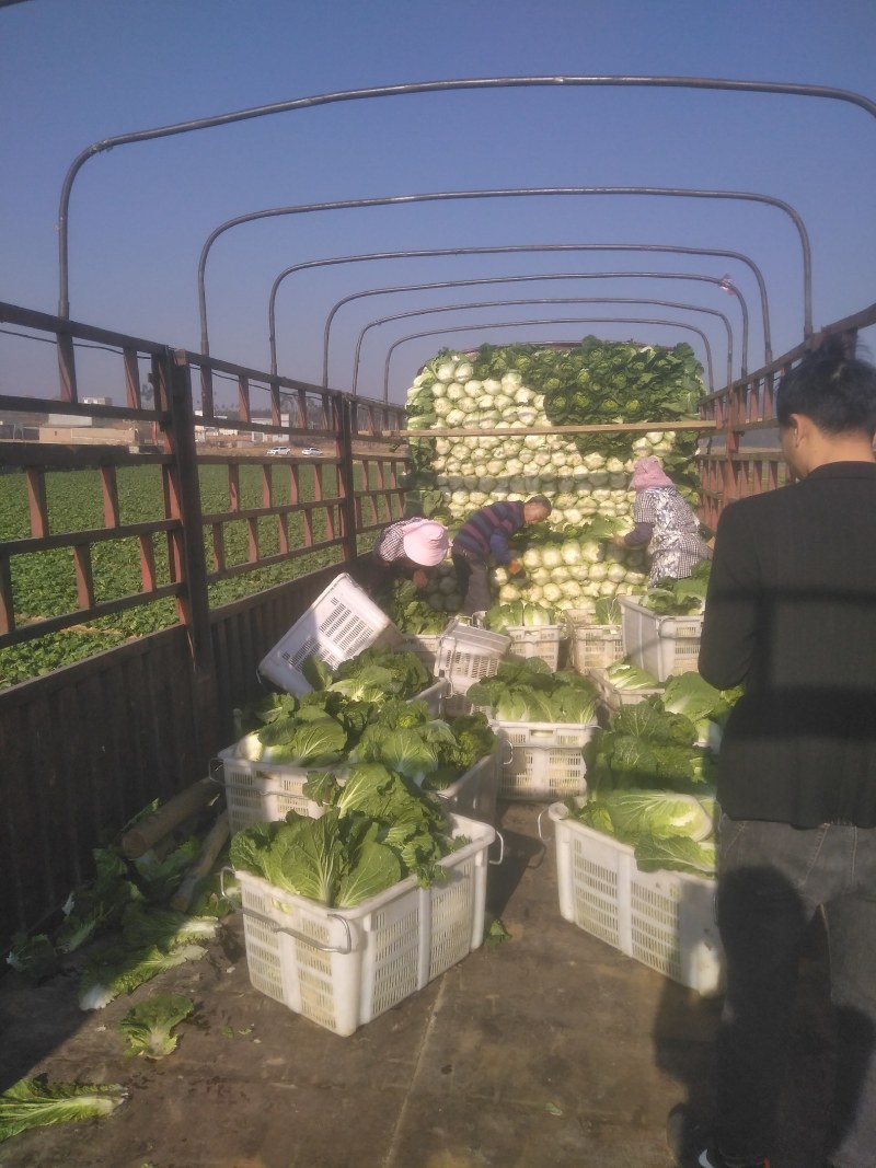 精品黄心大白菜无花心无烧心