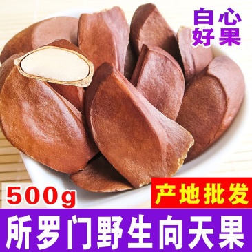 正品天然向天果纯散装向天果仁非特级野生非所罗门原