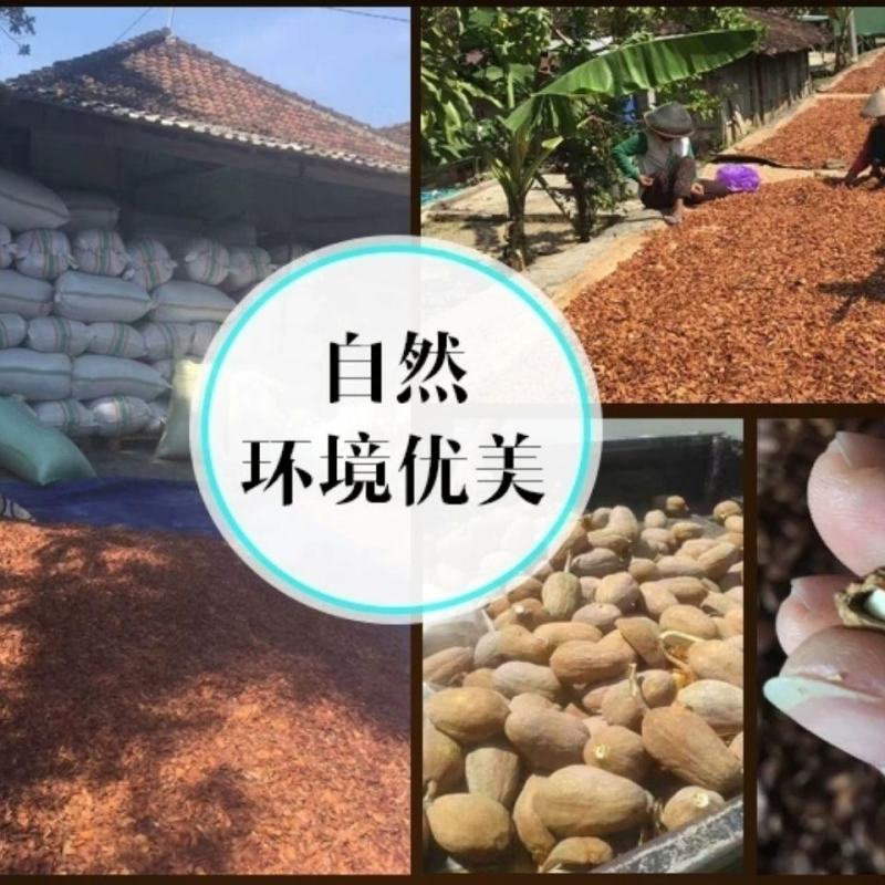 正品天然向天果纯散装向天果仁非特级野生非所罗门原