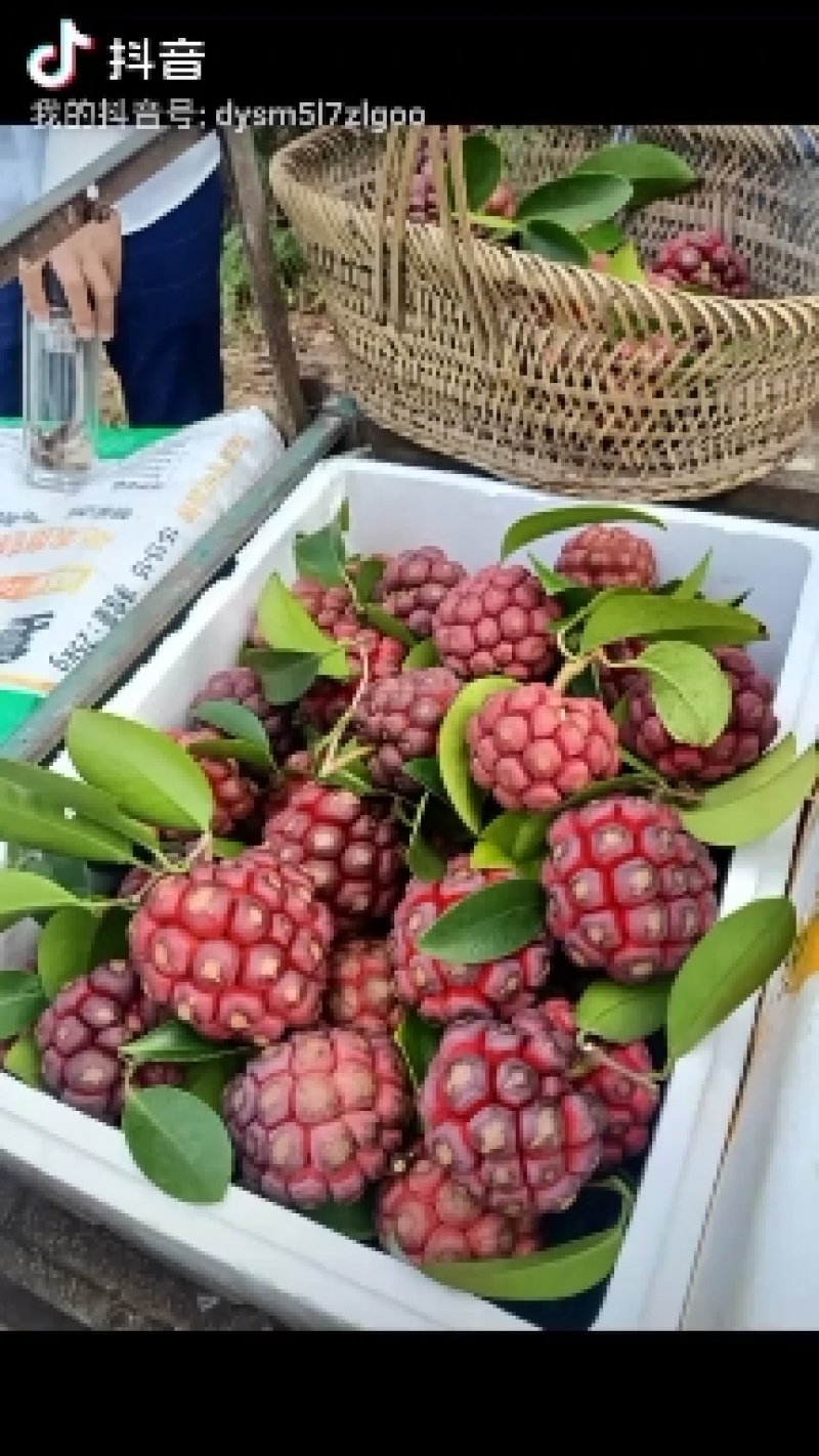 黑老虎，布福娜3年优质品种大苗，种植结果快