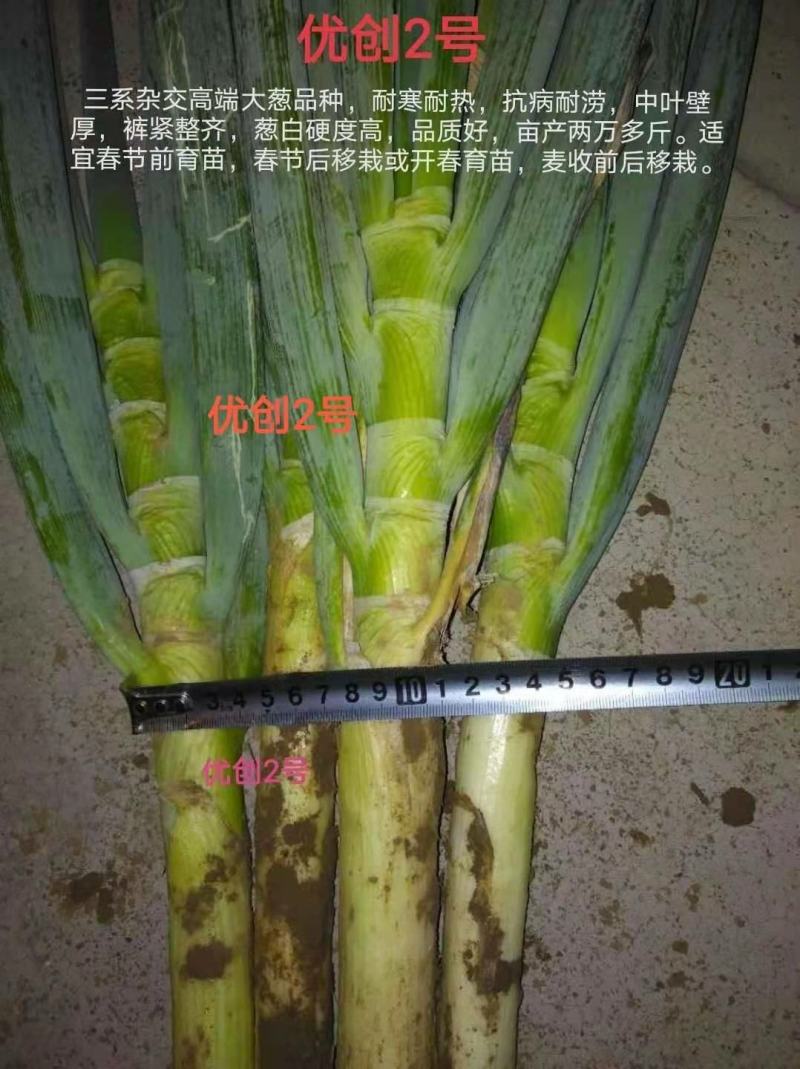 纯一代原装进口罐装种子优创二号量大私聊