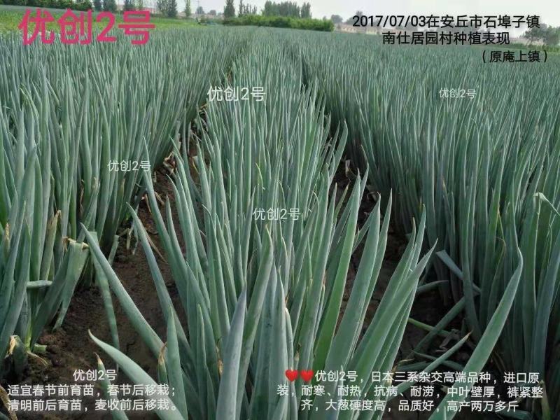 纯一代原装进口罐装种子优创二号量大私聊