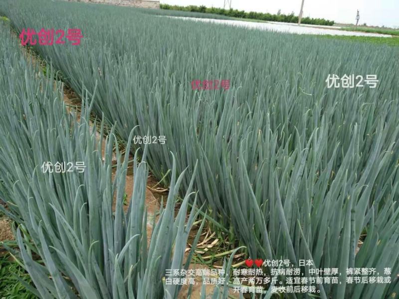 纯一代原装进口罐装种子优创二号量大私聊