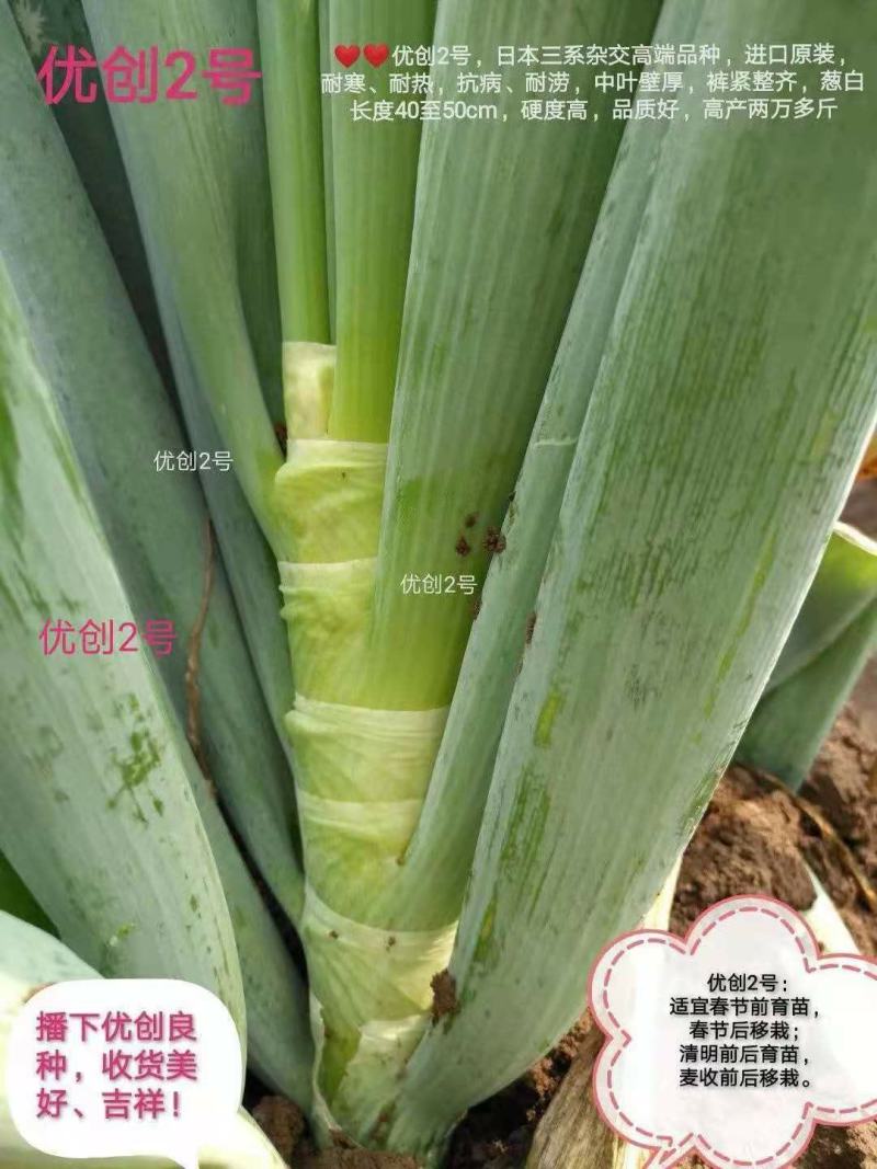 纯一代原装进口罐装种子优创二号量大私聊