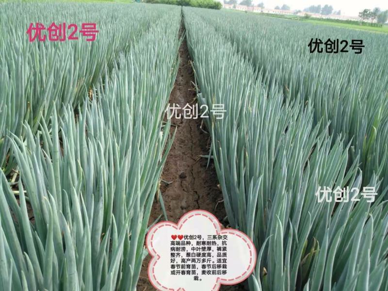 纯一代原装进口罐装种子优创二号量大私聊