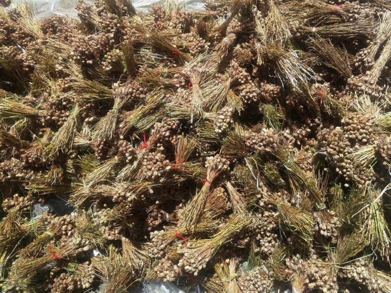 贝母野生川贝母种子，一百颗为一把，0.6/颗