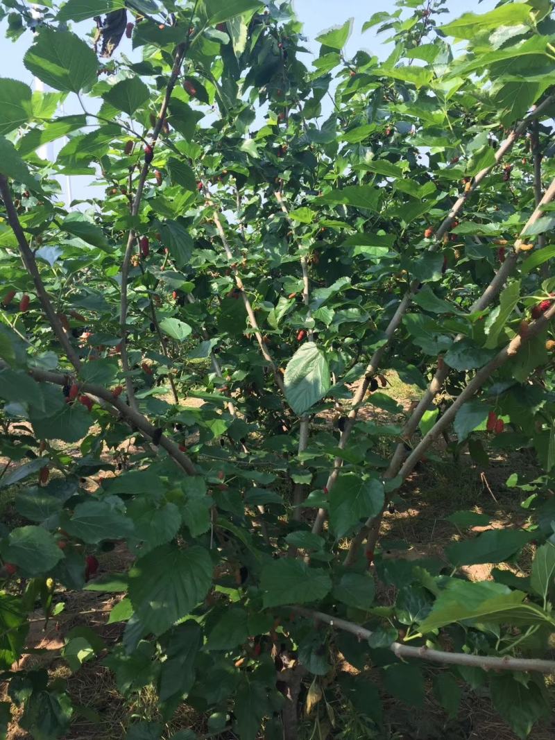桑葚批发，4月量采摘