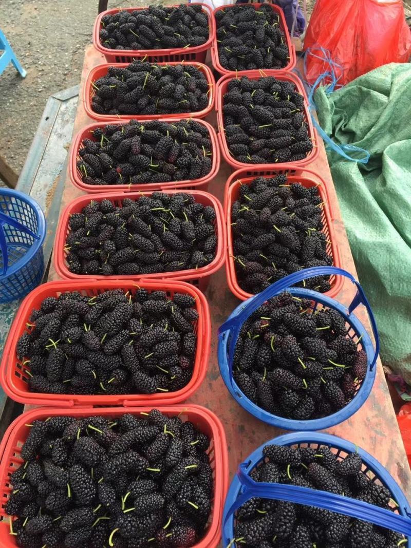 桑葚批发，4月量采摘