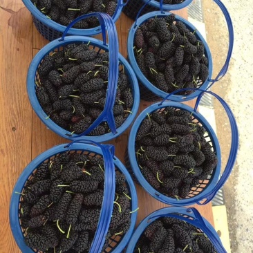 桑葚批发，4月量采摘