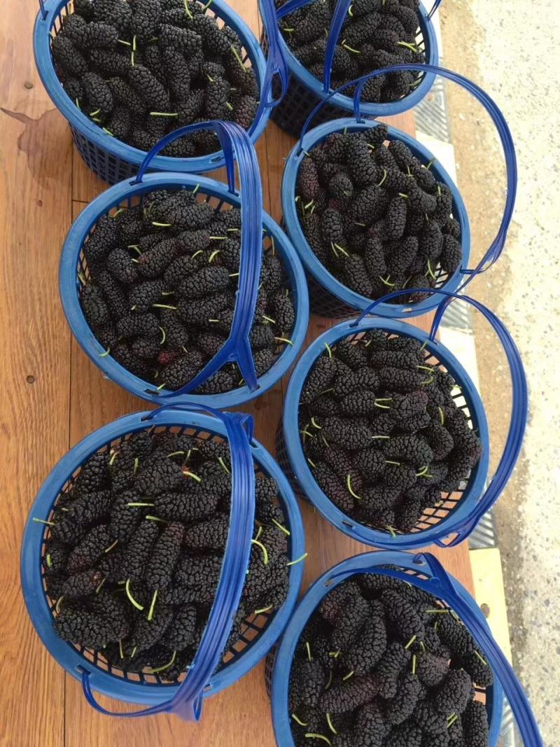 桑葚批发，4月量采摘