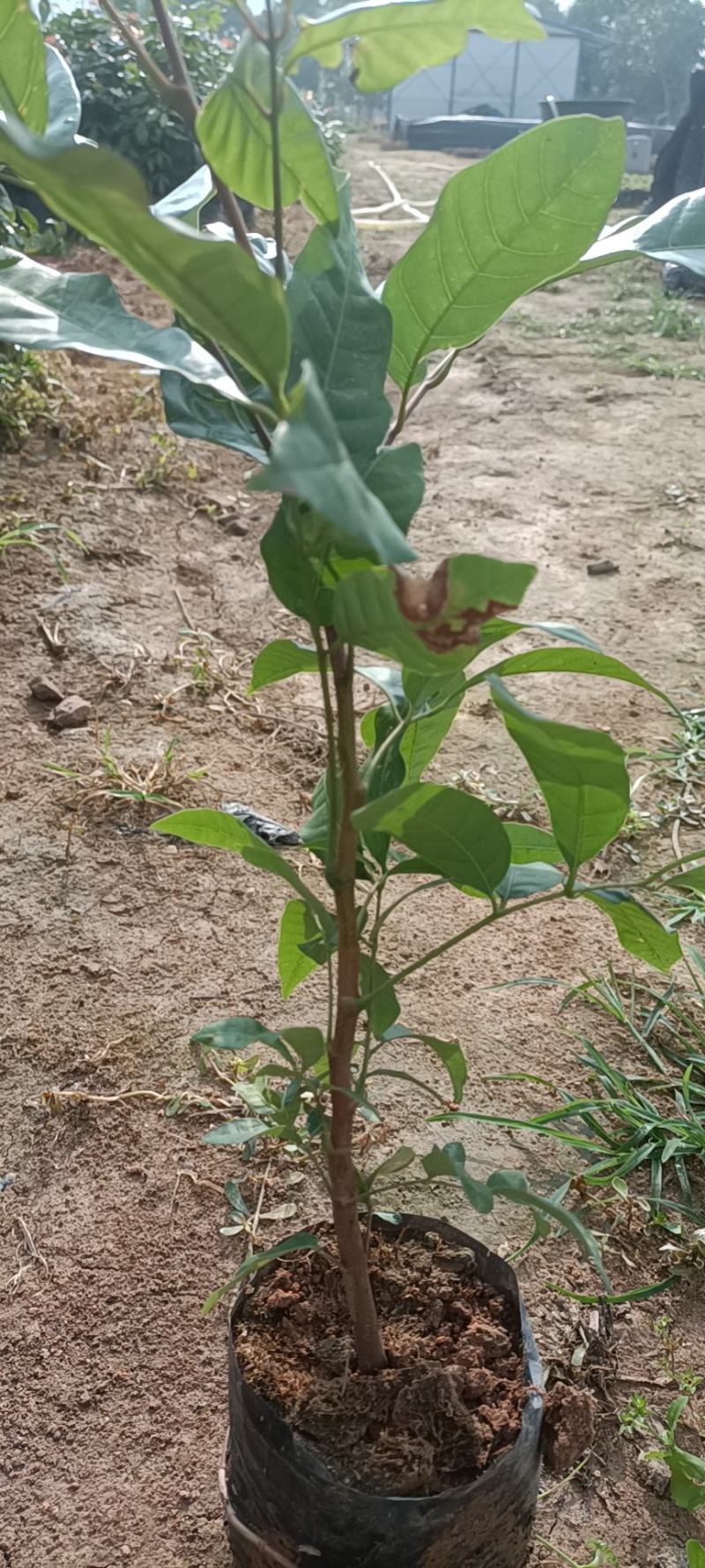龙眼植生苗杯苗小杯大杯