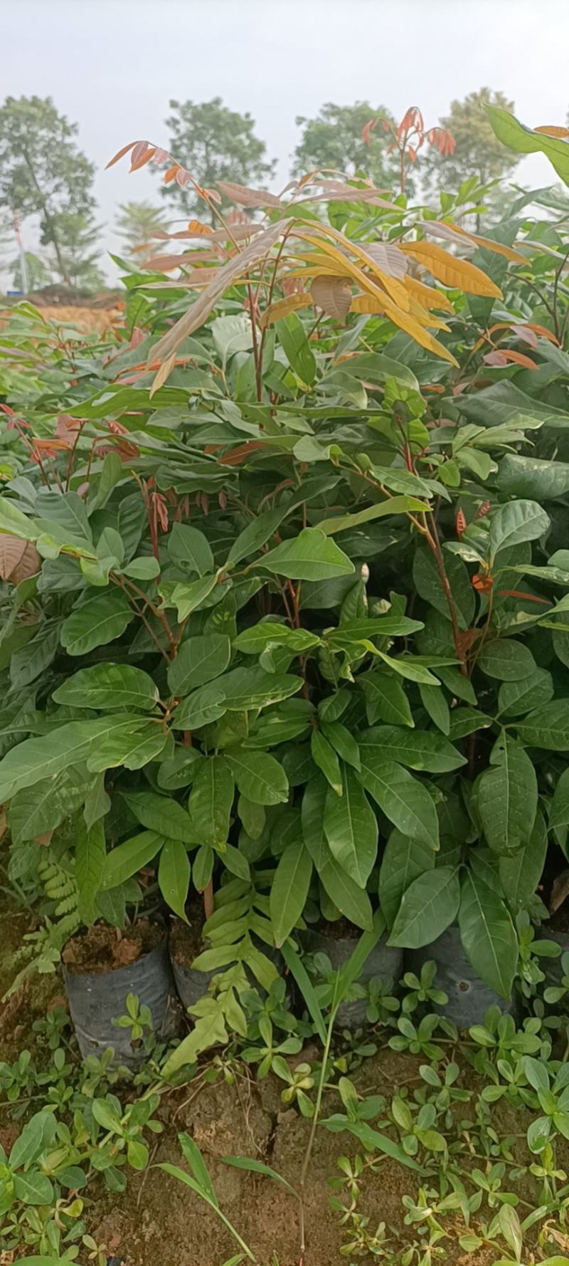 龙眼植生苗杯苗小杯大杯