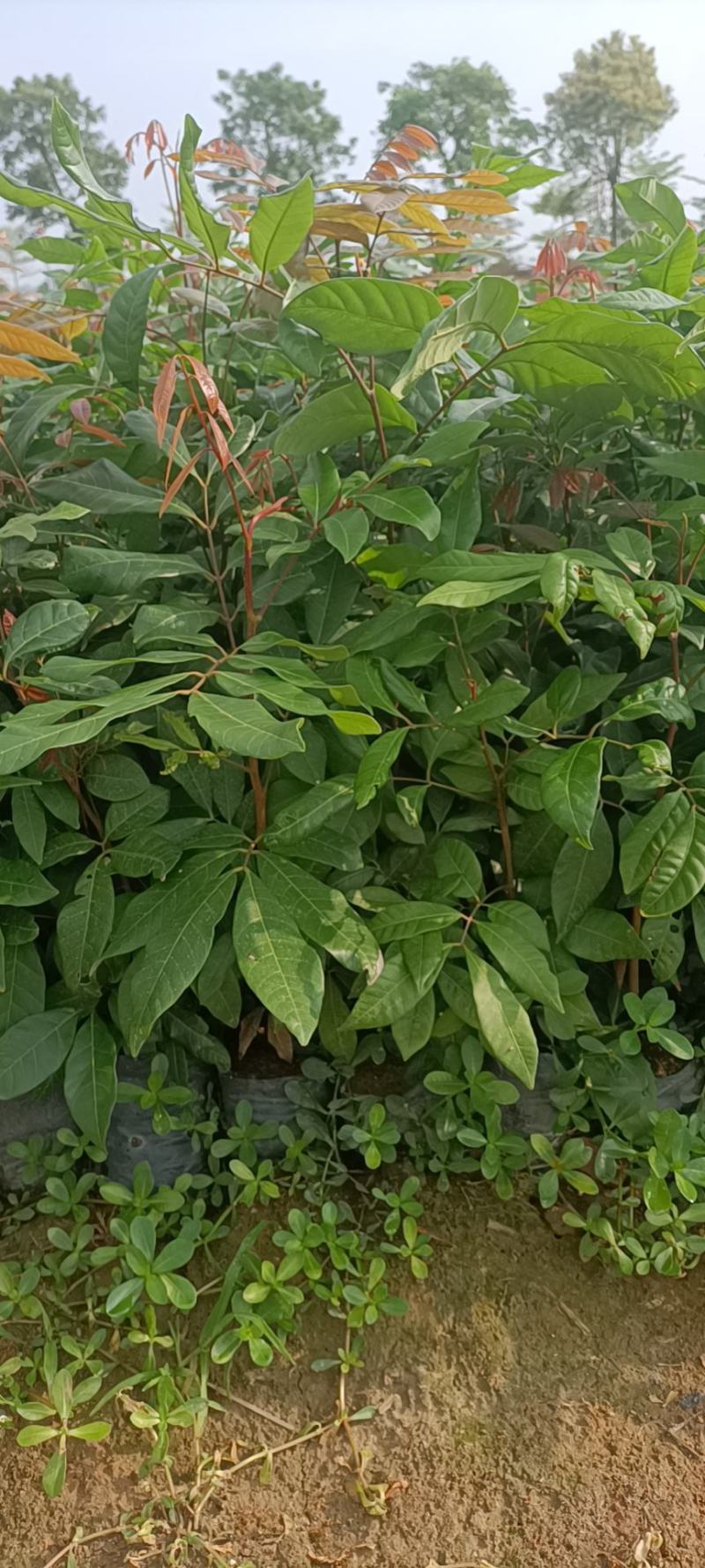 龙眼植生苗杯苗小杯大杯