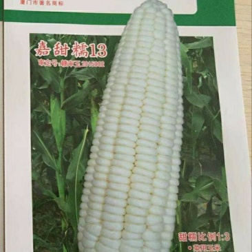 嘉甜糯13鲜食糯玉米种子甜糯比例1:3口感好