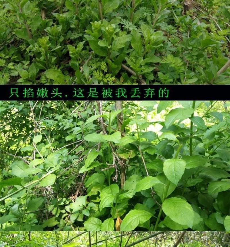 枸杞芽枸杞头子枸杞叶春季新鲜野生蔬菜