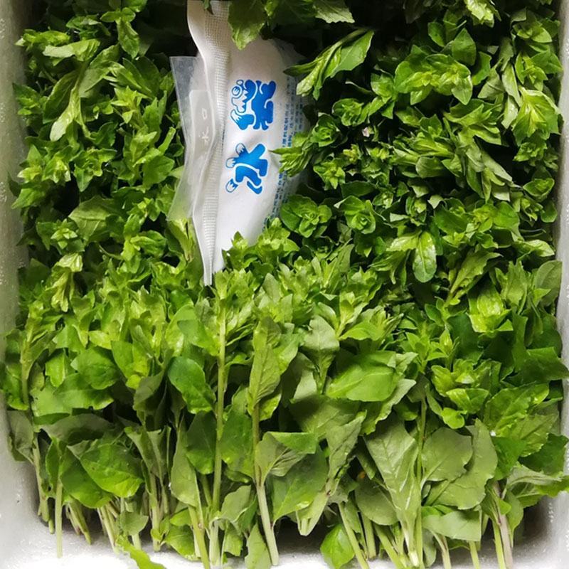 枸杞芽枸杞头子枸杞叶春季新鲜野生蔬菜