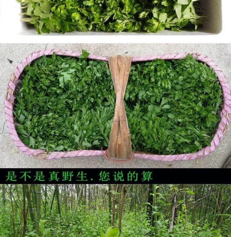 枸杞芽枸杞头子枸杞叶春季新鲜野生蔬菜