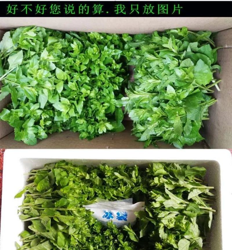 枸杞芽枸杞头子枸杞叶春季新鲜野生蔬菜