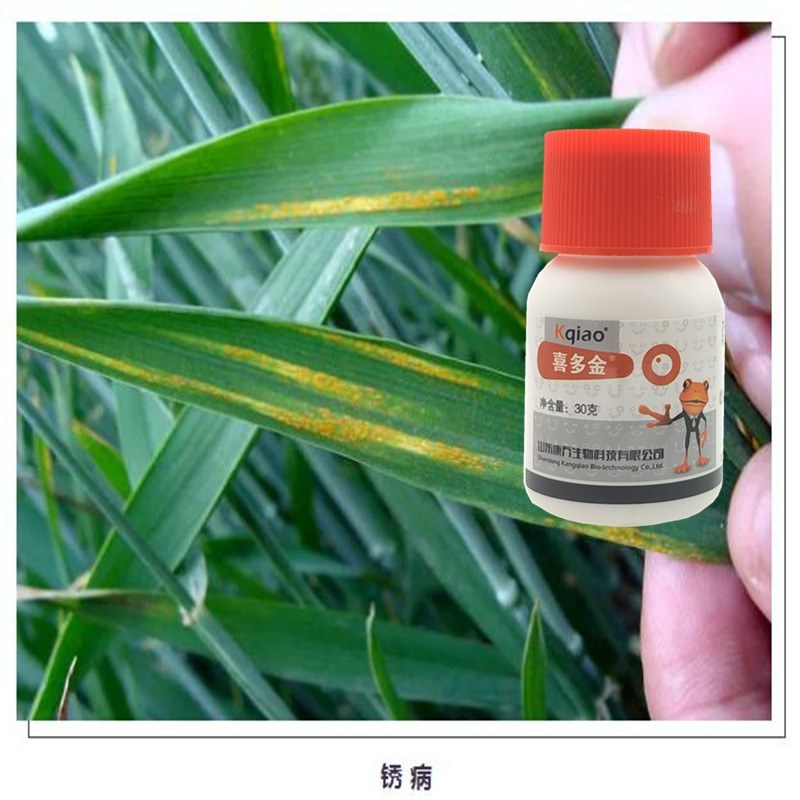 唑醚氟环唑小麦玉米大蒜洋葱黄疸红点铁锈病花生叶斑病杀菌剂