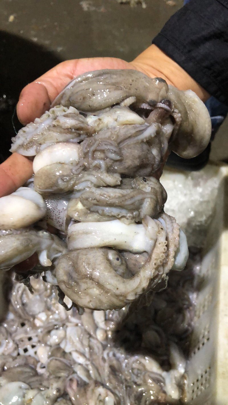 八爪鱼🐙原汁不加水